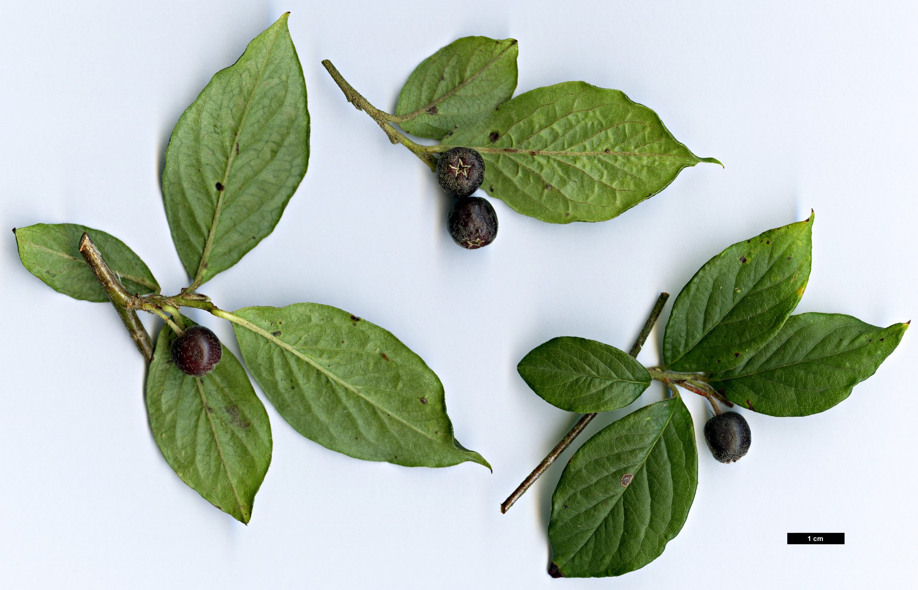 High resolution image: Family: Rosaceae - Genus: Cotoneaster - Taxon: hsingshangensis